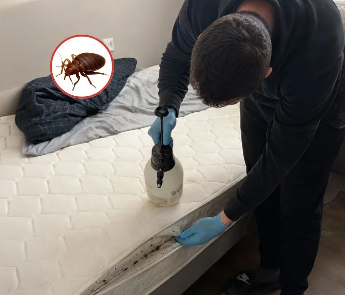 Technicien traitant un matelas contre les punaises de lit à Roissy-en-Brie